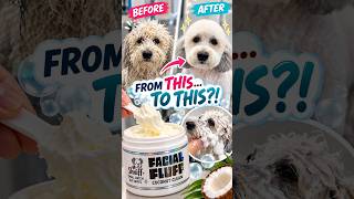 From Messy to FLUFFY CLOUD ☁️🐶 | Shniff Facial Fluff Dog Face Wash