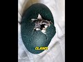 Dog Hatched a Mysterious Green Egg! Its True Identity Left Everyone Shocked! 💀