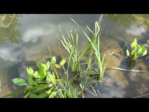 Видео: Чистый пруд. Обзор на 12.06.23#пруднаучастке #прудсбиоплато