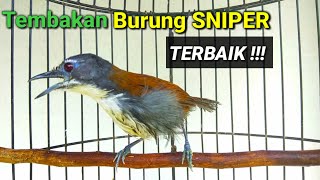 Burung sniper tepus dada putih paling gacor. burung sniper gacor