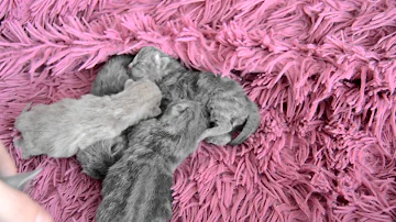Сколько дней нельзя трогать новорожденных котят