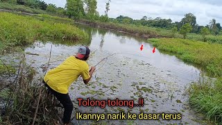 Bertahun-tahun..!! Tak di pancing ikan besar² mengganas tak terkendali