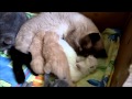 3 minutes from the life of cute newborn kittens