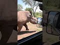 Racing a Rhino! Unbelievable Safari Encounter from the Car