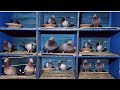 How to take care of pigeon breeding loft Biosecurity