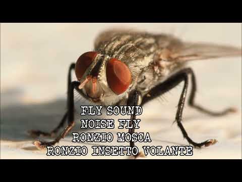 Video: Quale insetto emette un forte ronzio?