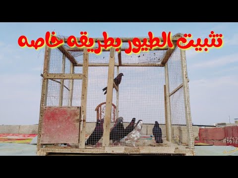 تثبيت الحمام بطريقه سهله وبلتفاصيل شباب خلونه لايك واشتراك