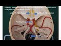 Cranial nerves, introduction and first 3.