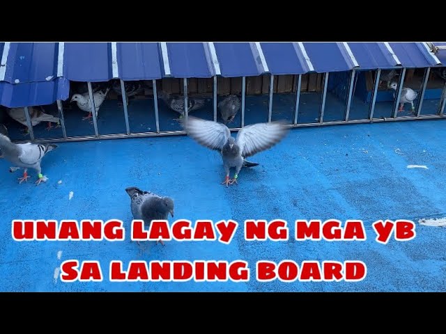 UNANG LAGAY NG MGA YB SA LANDING BOARD |Reggie Cruz Loft & Aviary #reggiecruzloftandaviary class=