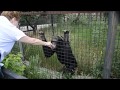 Коммуникабельные шимпанзе Тайгана! Sociable chimpanzees in Taigan in Crimea