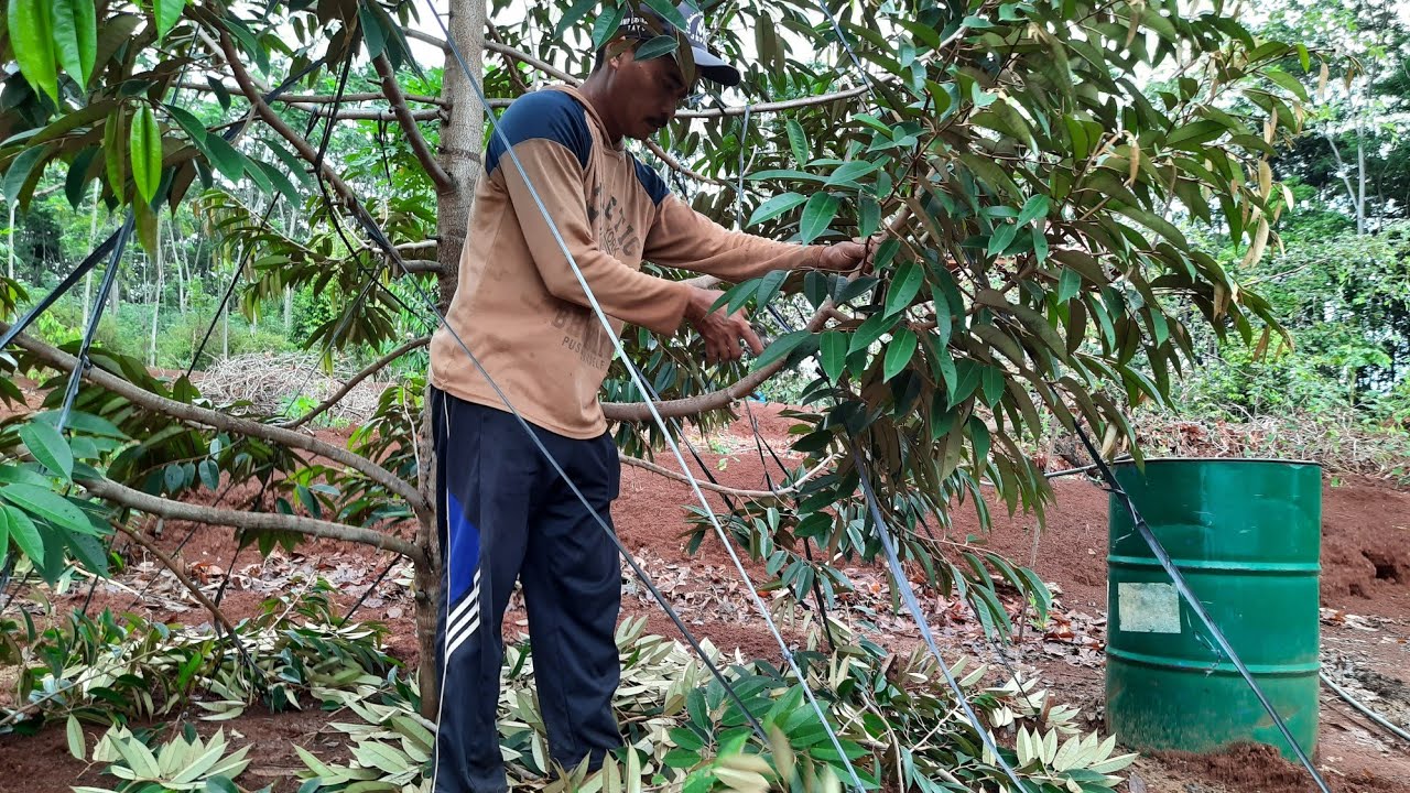 Cara pemangkasan pruning Pohon  Durian agar Batang dan 