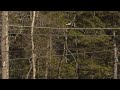 Trees on powerlines becoming a major concern around NEPA | 28/22 News