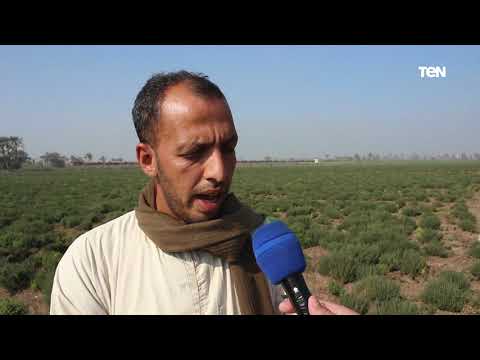 عباد شارونة قرى مصرية تغزو العالمية ب تصدير النباتات الطبية والعطرية