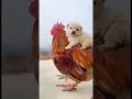 Cute dog  with hen trending hen funny viraldog funny shorts very funny comedy