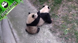 Panda's soft back is so attractive screenshot 2