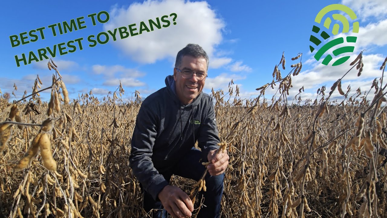 Best time to harvest soybeans? With Kelley Allen