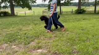 Working with our Started Standard Poodle Puppy Leo