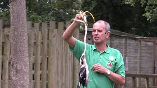 Bill the Kookaburra shows how to tackle a snake at Paradise Park Cornwall