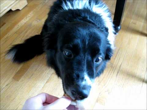 Classical Conditioning w/ Dog