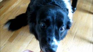 Classical Conditioning w/ Dog