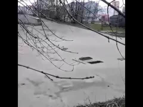 Ducklings saved by man