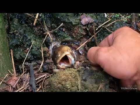 Video Close-up of the most evangelical eel sentences in... - youtube