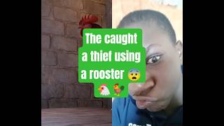 They caught a thief using a rooster 😨