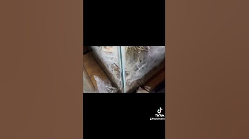 A handful  of my 25 M.Bafouri communal out to eat!! They are getting so big!!!!