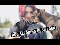 SWEDEN DOG SLEDDING ADVENTURE (with Cute Alaskan Husky Puppies!) | EP 205