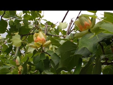 Video: Propagazione dell'albero dei tulipani: coltivare l'albero dei tulipani da semi e talee