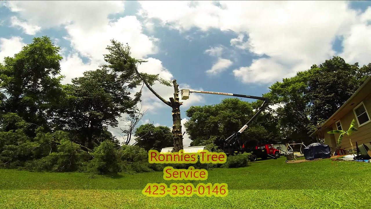 tree service cleveland arborist ronnies tree service youtube tree service cleveland arborist ronnies tree service youtube