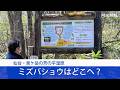 泉ヶ岳のミズバショウどこへ？