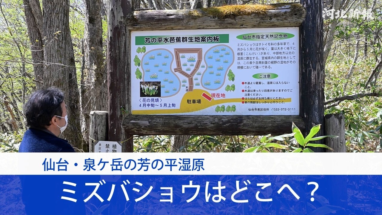 泉ヶ岳のミズバショウどこへ？