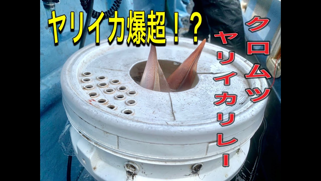 反橋くん大好きなヤリイカに初チャレンジしたら大変な事になった