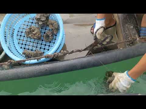 Video: Mức độ chấp nhận được trong một bể cá da trơn