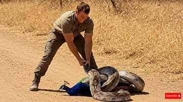 animal rescue  : rescue mother peacock attacked by python