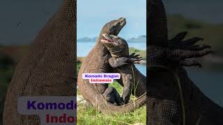 Top 10 Most Amazing Lizard Species in the World #top