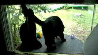 Bedroom Feline Solarium