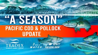 3MMI - Alaska “A” Season Cod & Pollock: Slower Landings, Complicated Market Dynamics