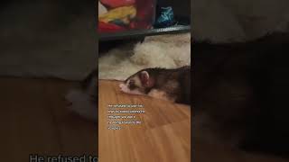 I think he was sleep walking