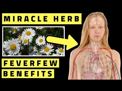Feverfew Benefits - A Miracle Health Herb