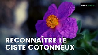 Reconnaître Le Ciste Cotonneux Plante De Garrigue