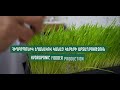 Hydroponic Fodder Production: a new startup in Verishen