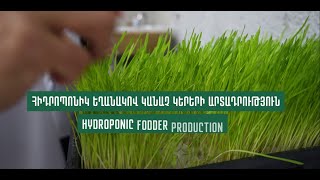 Hydroponic Fodder Production: a new startup in Verishen