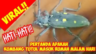 Pertanda Apakah Kumbang Masuk Rumah Dimalam Hari