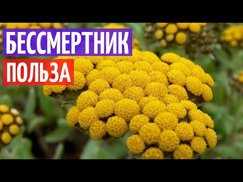 Бессмертник песчаный - польза и описание I Herbals-ua.com