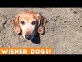 Funniest Dachshund Wiener Dog Compilation 2019   Funny Pet Videos