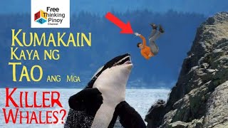 BAKIT MABAIT SA TAO ANG KILLER WHALE? Why Orcas Friendly To People