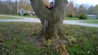 Puppy Dog Maggie Climbing Tree In Lindsey