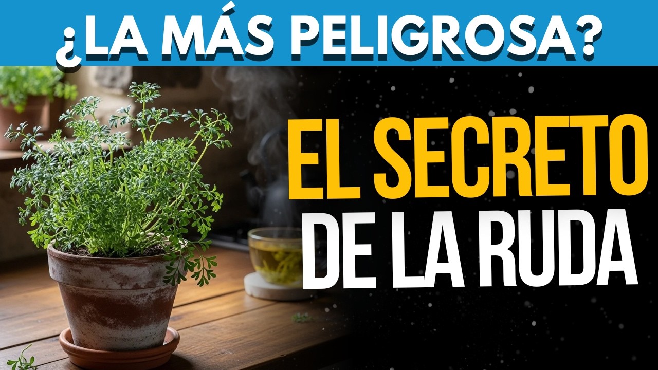 Remedio Ruda 🌿Que ENFERMEDADES Cura La RUDA? Que NUNCA Te Falte En Casa ...